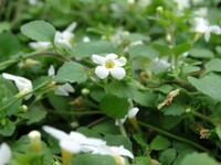 Bacopa