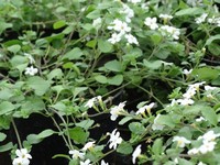 Bacopa