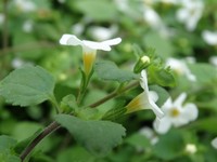 Bacopa