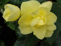 Begonia bulwiasta