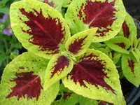 Coleus