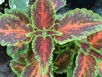 Coleus