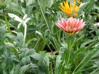 Gazania