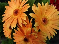 Gerbera