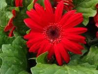 Gerbera