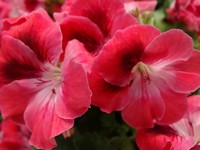 Pelargonia angielska