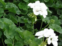 Pelargonia rabatowa