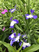 Lobelia wegetatywna